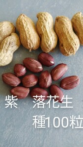 紫小粒　落花生種　100粒以上