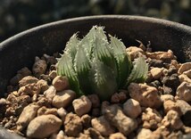 H. salina, IB08509, The Downs, N2 S of Coega / 多肉植物 ハオルチア オブツーサ サリナ Haworthia_画像7