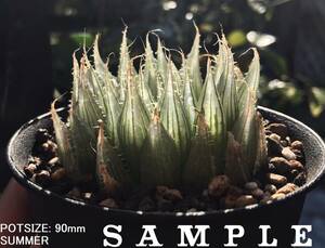 H. ionandra, IB7091, Joubertina (H. cooperi 'gordoniana') / 多肉植物 ハオルチア ゴルドニアナ イオナンドラ Haworthia