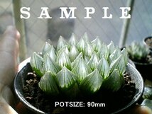 H. stayneri (H. cooperi 'gordoniana') / 多肉植物 ハオルチア スタイネリ オブツーサ Haworthia_画像10