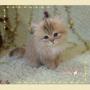 LeoRai*ya・∞・ふくふく子猫ちゃん・チンチラゴールデン .・* 羊毛フェルト猫 * にゃんこ * ハンドメイド