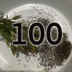 2023年完熟種子 センブリの種 100粒程度　山野草 秋の花 リンドウ 竜胆 千振 当薬