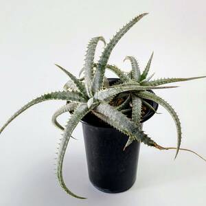 Hechtia marnier-lapostollei　/ Dyckia, ディッキア, ブロメリア