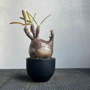 ①Pachypodium gracilius パキポディウム グラキリス 赤肌 迷彩 コレクション株 SRL鉢付き 現地球 塊根植物 コーデックス 