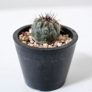 コピアポア 黒王丸 Copiapoa cinerea （実生）