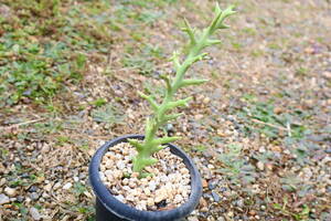 多肉植物　ユーフォルビア・ステノクラータ（トナカイキリン）