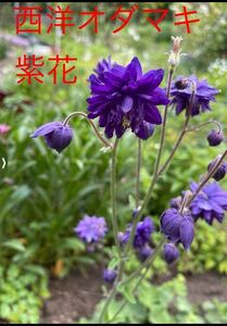 山野草　種　西洋オダマキ　紫花　１００粒