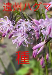 山野草　種　遠州ハグマ　５０粒