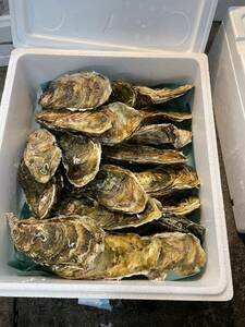 *.. oyster 2 kilo 