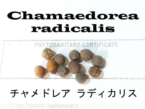 8月入荷 50粒+ チャメドレア ラディカリス 種 種子 証明書あり