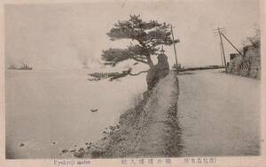 ●戦前絵葉書●鹿児島名所 磯の琉球人松●古写真 郷土資料 観光 明治 大正 昭和