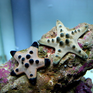 コブヒトデ 【3匹】フリソデエビの餌 (A-2518) 海水魚 サンゴ 生体