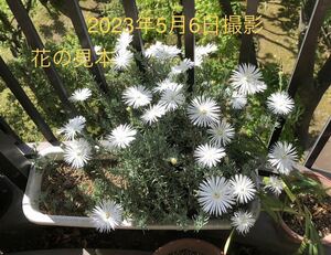 松葉菊　マツバギク　白花　抜き苗