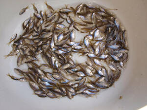 岡山エリア産　生き餌用小魚　２００匹