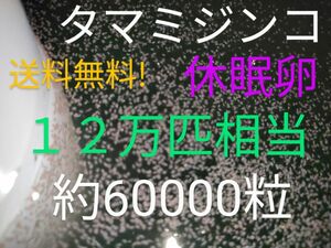 送料無料!　タマミジンコ　休眠卵　12万匹相当（約60000個）常温保存　取説付　めだか　グッピー　金魚　熱帯魚　餌