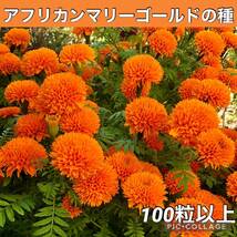 アフリカンマリーゴールド橙　花の種2_画像1