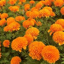 アフリカンマリーゴールド橙　花の種2_画像5
