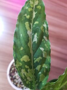 【穏美】アグラオネマ Aglaonema pictum ”Anchor” Silky-S from sibolga timur【AZ1013-2a】