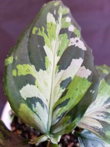 【King】アグラオネマ Aglaonema Pictum Tricolor The Kingdom of Thailand