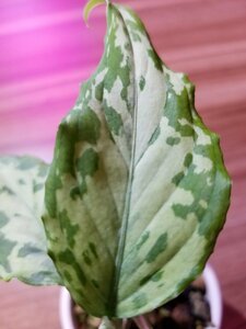 【渋美】アグラオネマ Aglaonema pictum tricolor Siberut 2nd 【LA2014-03】