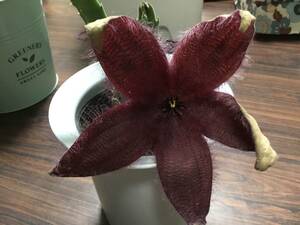 ◆多肉植物　ガガイモ　スタペリア　フィンズィ　見応えのあるとても大きいエンジ色の花をさかせる~☆値下げではございません！