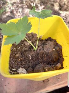  three leaf seedling .. seedling 