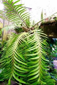 Zamia pseudoparasitica ザミア プセウドパラシティカ