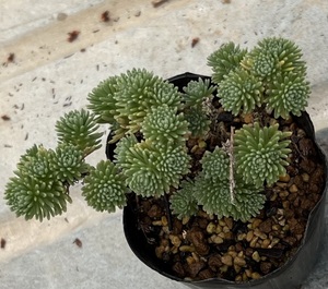 セダム　小松緑　Sedum multiceps