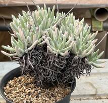 ダドレヤ　Dudleya virens（細葉タイプ）_画像3