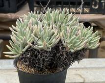 ダドレヤ　Dudleya virens（細葉タイプ）_画像2