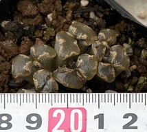 コノフィツム　Conophytum pellucidum var.terricolor SH1252 ③_画像4
