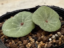 クラッスラ　Crassula umbella Kamieskroon (実生苗)　ヤマト運輸鉢ごと発送をお勧めします。_画像3