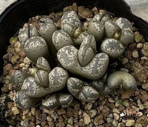 コノフィツム　Conophytum pellucidum var.terricolor TS438 ②_画像1