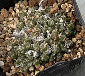 コノフィツム　Conophytum ectypum ssp.sulcatum Busek s.n. 10km ①