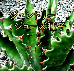 11 month arrival Agave gentryi Jaws agave jento Lee Jaws seeds kind 55 bead 