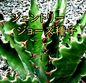 11月入荷 Agave gentryi Jaws アガベ ジェントリー ジョーズ 種子 種 5粒