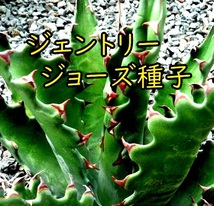 11月入荷 Agave gentryi Jaws アガベ ジェントリー ジョーズ 種子 種 10粒_画像1