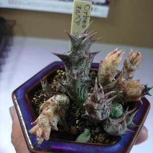 １円スタート 多肉植物　ガガイモ　オルベアデュメリ　65㍉陶器鉢鉢付きで