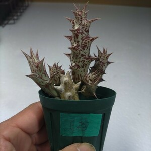 １円スタート多肉植物 ガガイモ オルベアデュメリ②　６０㍉プラ鉢付きで