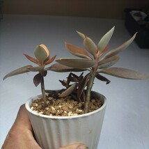 １円スタート 　多肉植物　仙人の舞（カランコエ オルギアリス）４苗　3.5号陶器製鉢付きで_画像2