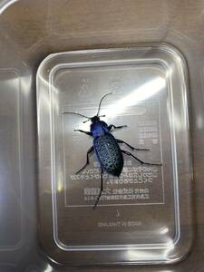 中国湖北省孝感市産 エリスカブリモドキ elysii xiaoganicus 美麗個体 完品♂♀ 金曜日発送