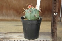 12　サボテン　フェロカクタス　真珠（Ferocactus recurvus）　★実生苗_画像3