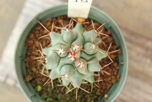 19　サボテン　テロカクタス　凜烈丸（Thelocactus rinconensis）　★実生苗_画像2