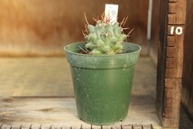 19　サボテン　テロカクタス　凜烈丸（Thelocactus rinconensis）　★実生苗_画像3