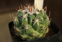 15　サボテン　テロカクタス　天照丸CSD115（Thelocactus conothelos）　★実生苗_画像1