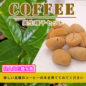 実生用　コーヒー種子セット　9種　27粒セット　自宅で変わったコーヒーの木を育ててみよう！