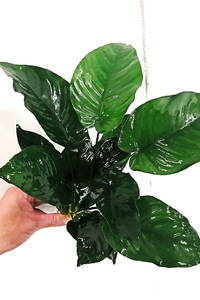 特大　アヌビアス　バルテリー　1POT Anubias barteri var. barteri