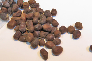 Bombax ceiba 　種子10粒　（管理番号：ξ14）ボンバックス　セイバ