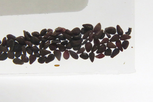 Puya yakespala seeds 10 bead (ε32)