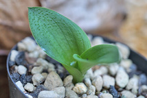 【南アフリカ球根植物】Haemanthus sp (A2)_画像2